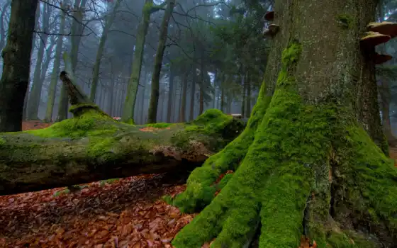 мох, деревья, дерева, лес, огромный, туман, корень, осень, листва, стволы, грибы, природа, 