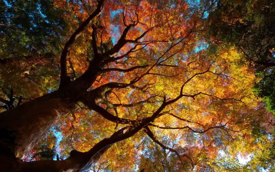 осень, деревя, природа, листва, 