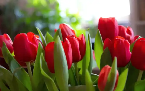 ,цветки, март, кожа, красный, тюльпаны,
