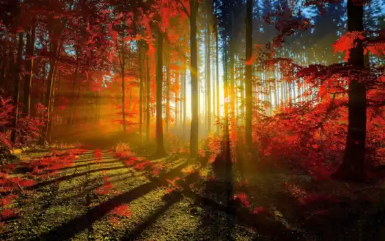 осень, лес, деревья, есть ли, имеют ли, уже, характерные, солнце,