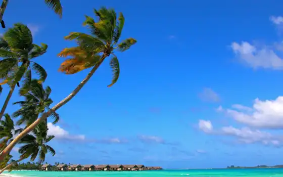 maldives, ipad, tropic