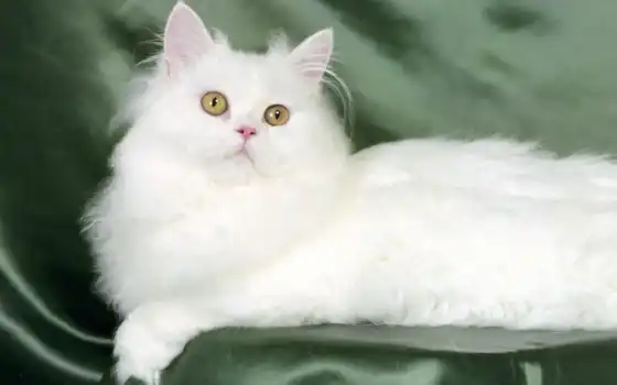 кот, белый, персидский