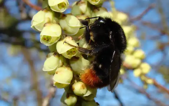 bumblebee, насекомое, макро, цветы, весна, насекомые, пушистый, желтые, 