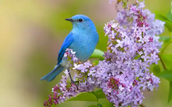 птица, цветы, синяя птица, сиреневый, животное
