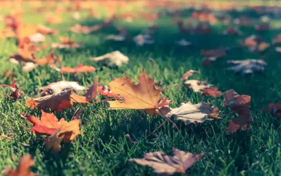 боке, трава, клен, листья, фото, осень, 