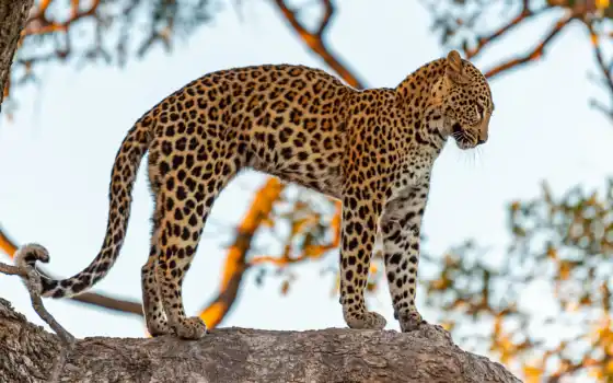 леопард, pelacur, panthera, дерево, pardus, african, animal, wild, сучка, blanco, хищник