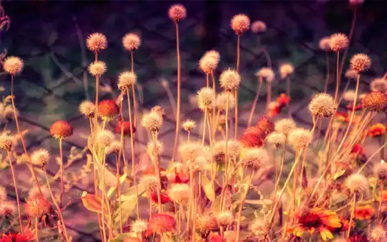 cover, facebook, цветы, фото, svend, поле, природа, сетка, красивый, fan