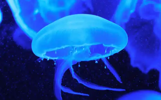 jellyfish, underwater, аквариум, world,  fish, blue, chastyi