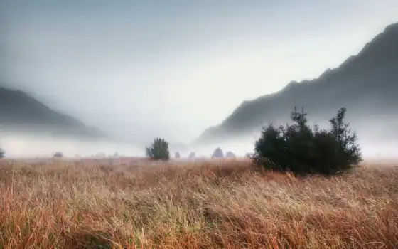 картинка, трава, поле, пейзаж, туман, густой, 
