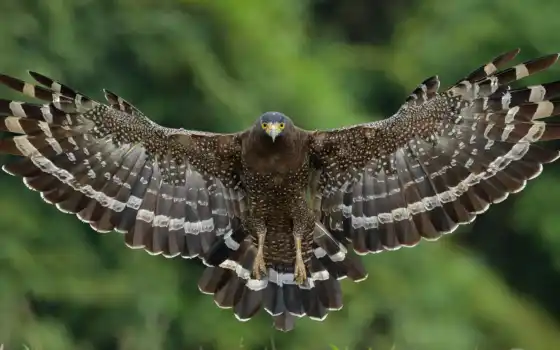 hawk, птица, wings, крылья, хохлатый, полет, desktop, 