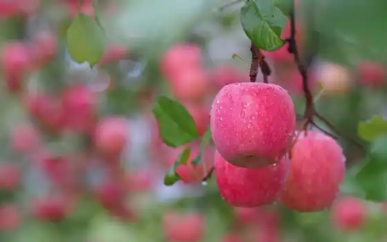 яблоки, ветка, розовые, листья, плоды, ветки, 