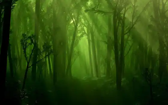 лес, лес, деревя, туман, ручей,