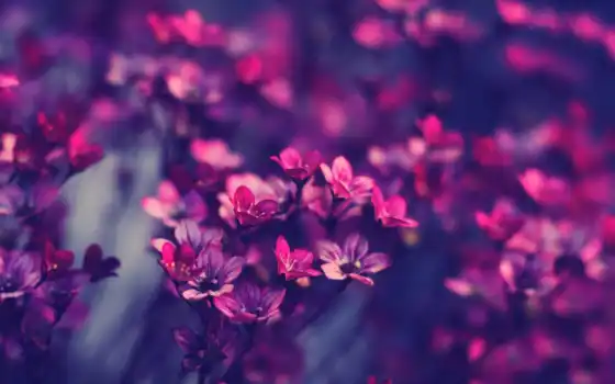 cvety, красивые, фиолетовые, пионы, природа, розовые, slave, цвета, purple, 