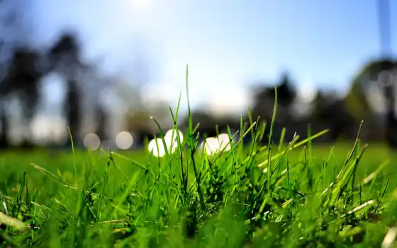 газон, трава, зелёный, текстура, 