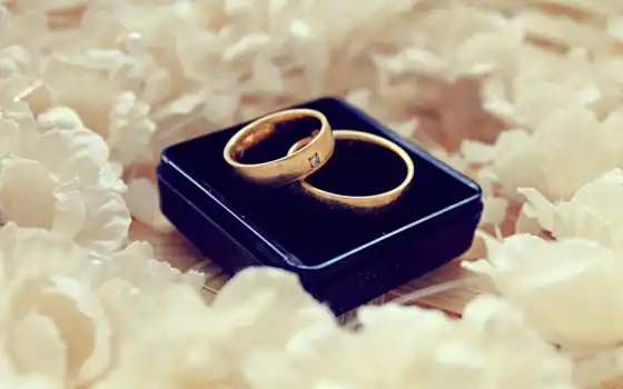кольца, обручальные, свадьба, лепестки, белые