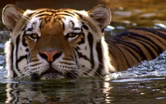 тигр, кот, глаза, вода, зоопарк, редкий