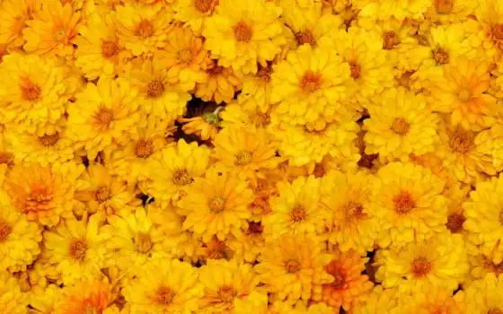 цветы, желтые, хризантемы, макро, 
