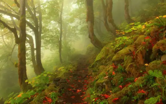 осень, лес, туманность, фотография, тату, туман, фотографии, пейзаж, pinterest,