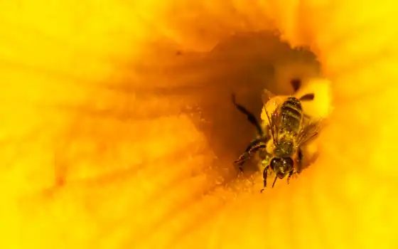 honeybee, 