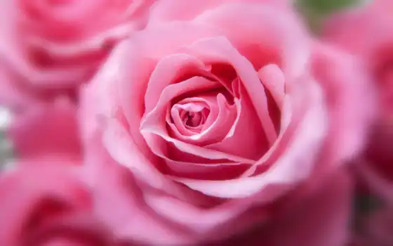 розовая, роза, природа, весна, 