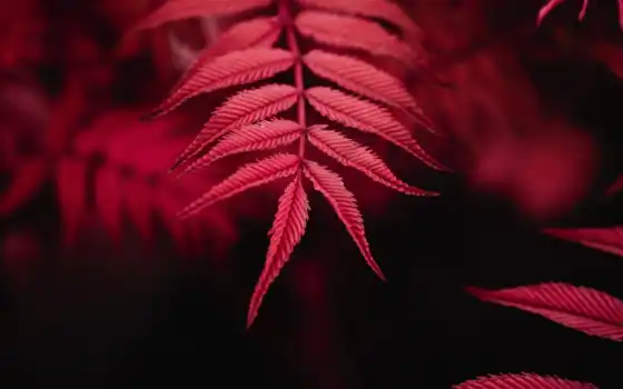 mobile, растение, leaf, red, телефон, природа, взгляд, iphone, качество, sauerbeck, art