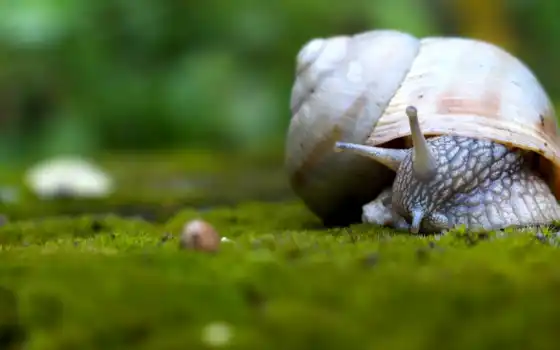snail, wallup