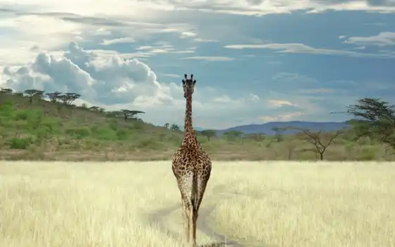 жираф, жирафы, малышка, обложка, смазливые, больше, смотрите, африкан, мир,