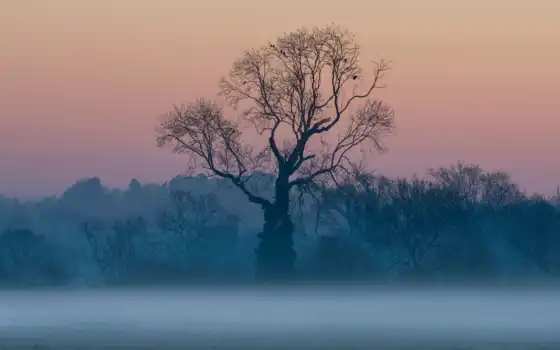 туман, дерево, fore, восход