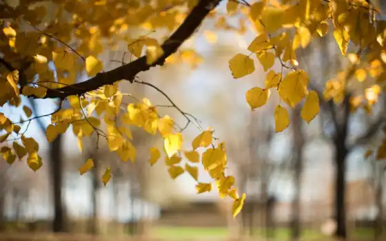 природа, осень, размытость, ветка, листья, дерево, 
