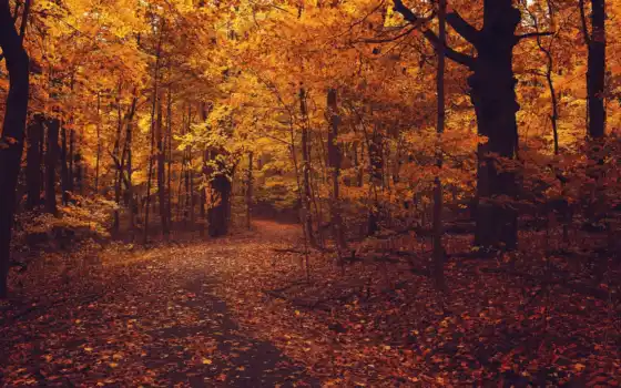 осень, листья, деревя, лес, листва, дорога, 