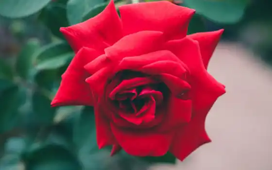 розы, ты, красный, розы, любовь, сад, вермелы, бесплатно,