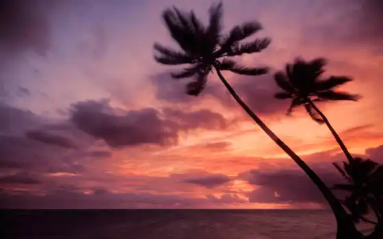 пальмовое, расовое море, заслуженное, горничное, духовное, восходящее, солнце