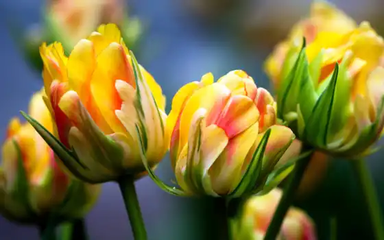 тюльпаны, весна, цветы,