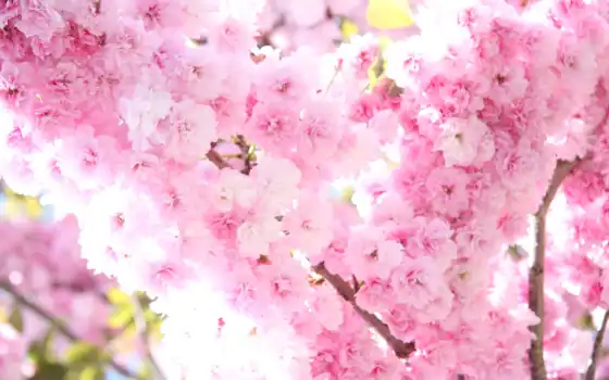 Сакура, цветы, цветение, весна, розовые, 