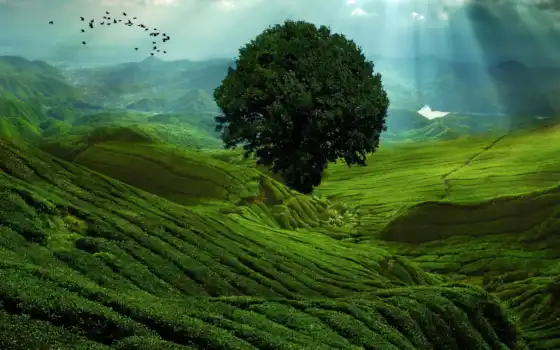 чайные, плантации, чая, плантация, чайная, чая, растут, котором, кусты, сайт, земли, 