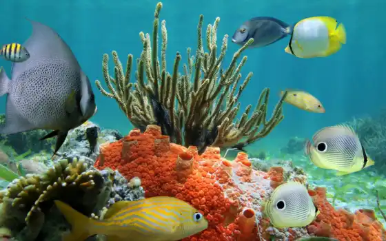 underwater, coral, world, риф, ocean, tropical, рыбки, фотообои, 