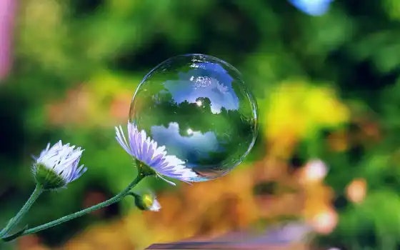 мыло, bubble, цветы, магия, makryi, отражение, супер, burst, бутылка, фото