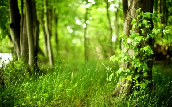 лес, зелень, зелень, зелень, площадь, активист, матушкин, молодежь, verhnedvinsk