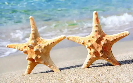звезды, море, песок, вектор, фото