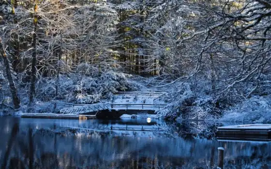 зима, озеро, снег, передний план, природа, пейзаж, дерево