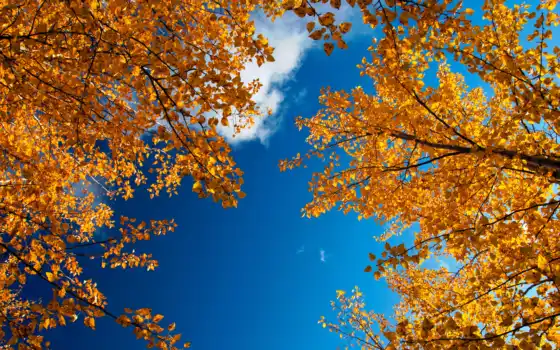 осень, золотая, ветки, листва, небо, природа, 