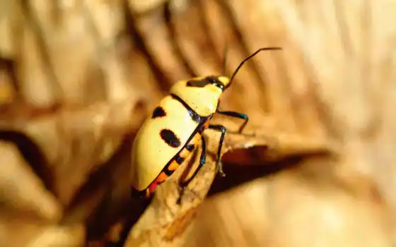 quebra, escarabajo, pantalla, fondo, cabeça, insetos, amarillo, insects, site, escarabajos, 