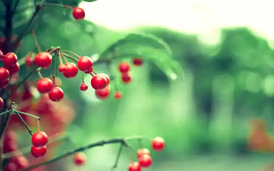 surah, mobile, дерево, cherries, red, crystal, аль, free, 
