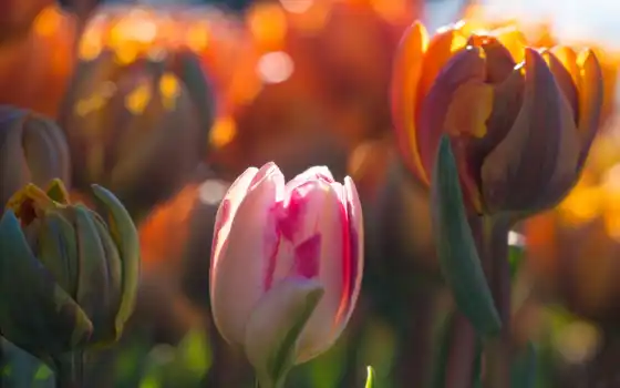тюльпан, оир, цвет, макри, весна