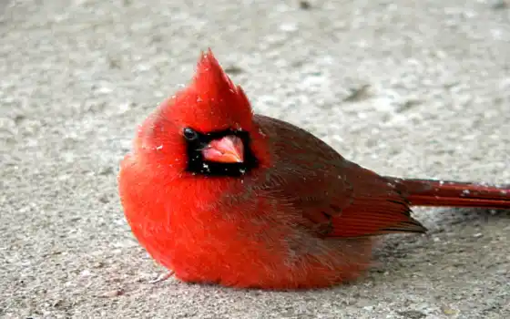 обои на рабочий стол, красивые картинки, картинки для ipad, обои для android