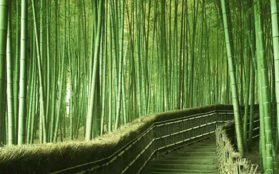 натуральные, большие сиськи, лес, японки, мир, бамбук, место, сагано,