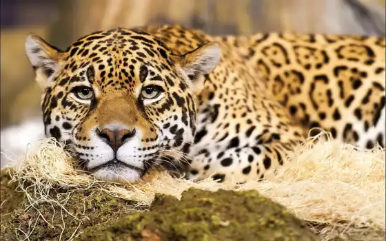 jaguar, большие, шишки, кастинг, животны, глаза,