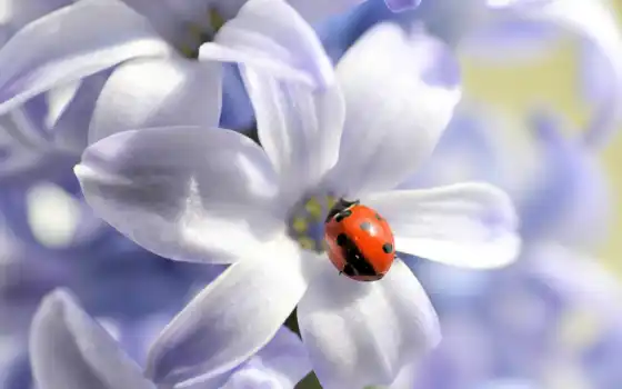коровка, god, цветы, white, насекомое, makryi, gentle, весна