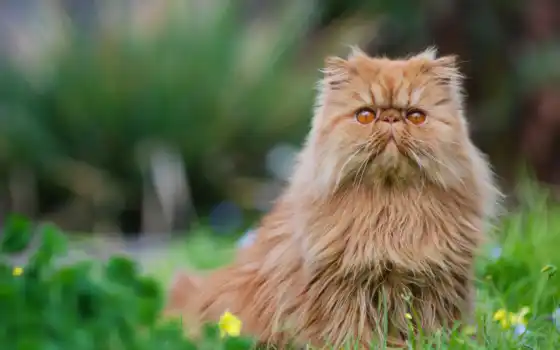 кот, персидский, пушистый, животное, браунинг, котенок