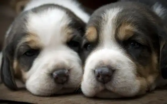 обои на рабочий стол, красивые картинки, картинки для ipad, обои для android